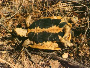 male Testudo hermanni boettgeri