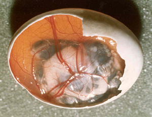 a fertilized egg a fertilized tortoise egg