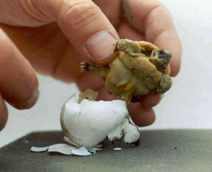 young Testudo marginata