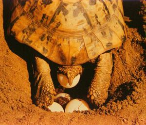 nesting nesting