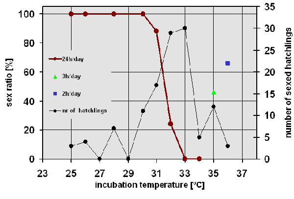 sex ratio of Testudo hermanni