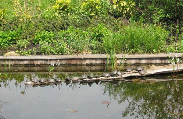 pond with turtles